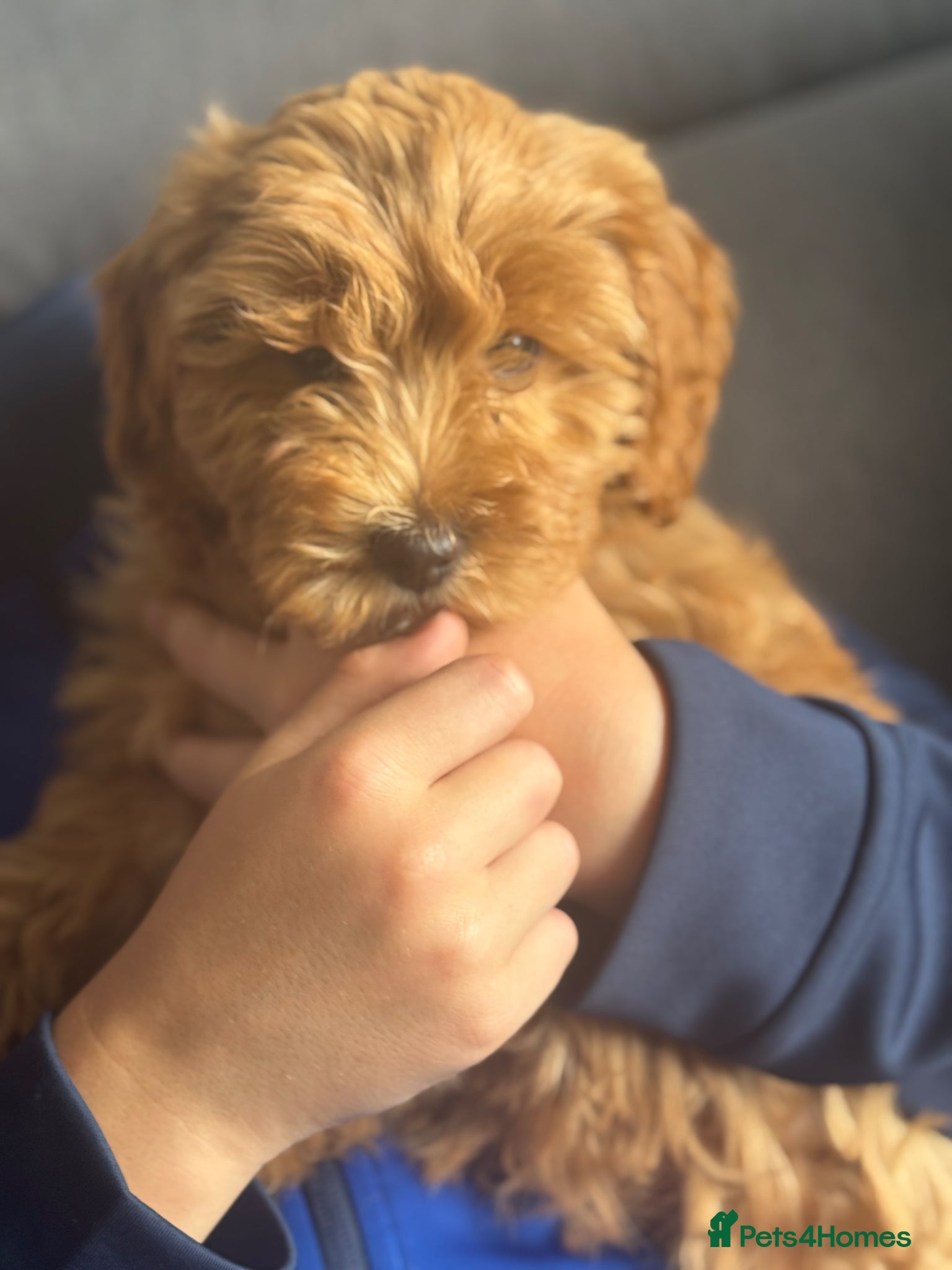 Cockapoo dogs F2 Cockapoo Puppies READY TO LEAVE 2 girls remain - Advert 2