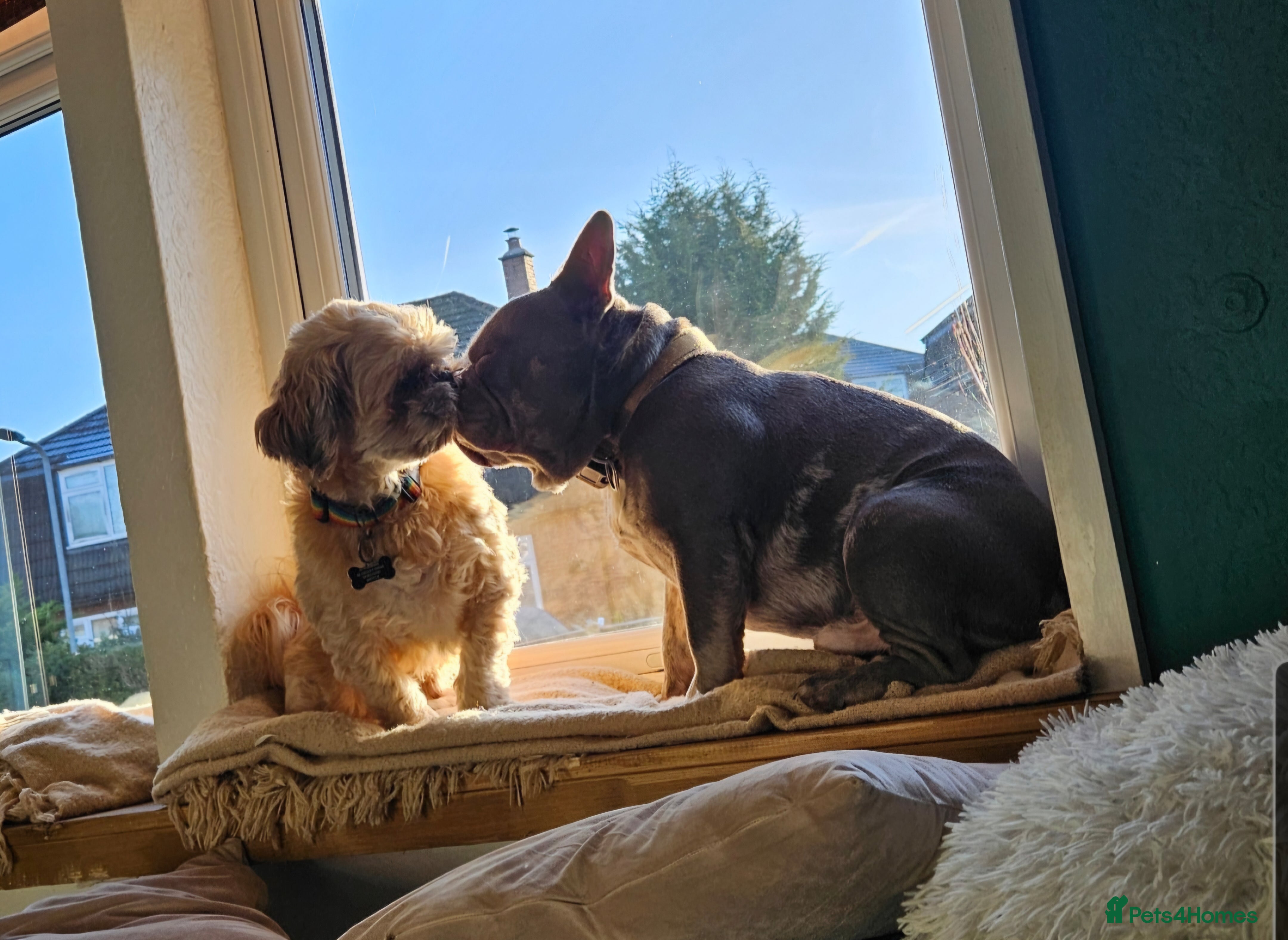 French Bulldog dogs 2 boys for sale - Advert 1