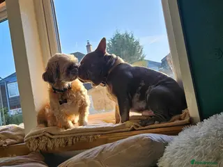 French Bulldog dogs 2 boys for sale - Advert 1