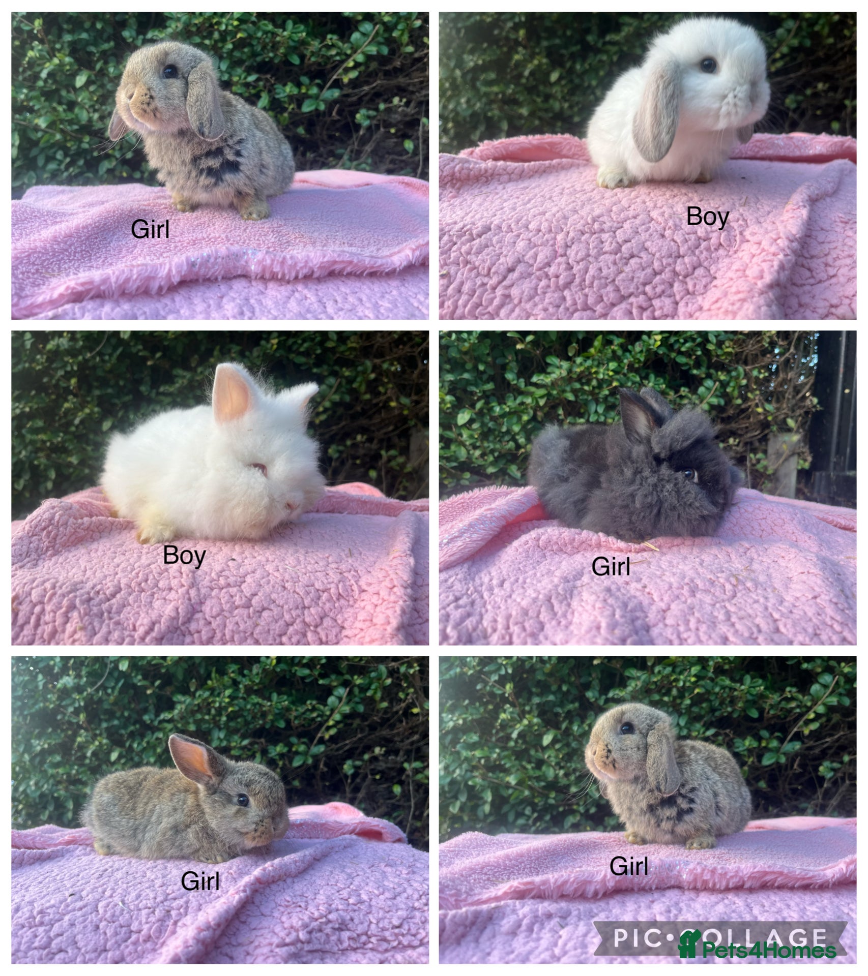 Mini Lop rabbits Mini Lops and mini double manned lionhead  - Advert 3