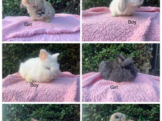 Mini Lop rabbits Mini Lops and mini double manned lionhead - Advert 3