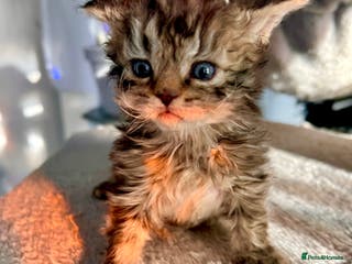 Selkirk Rex cats Stunning Selkirk rex kittens - Advert 8