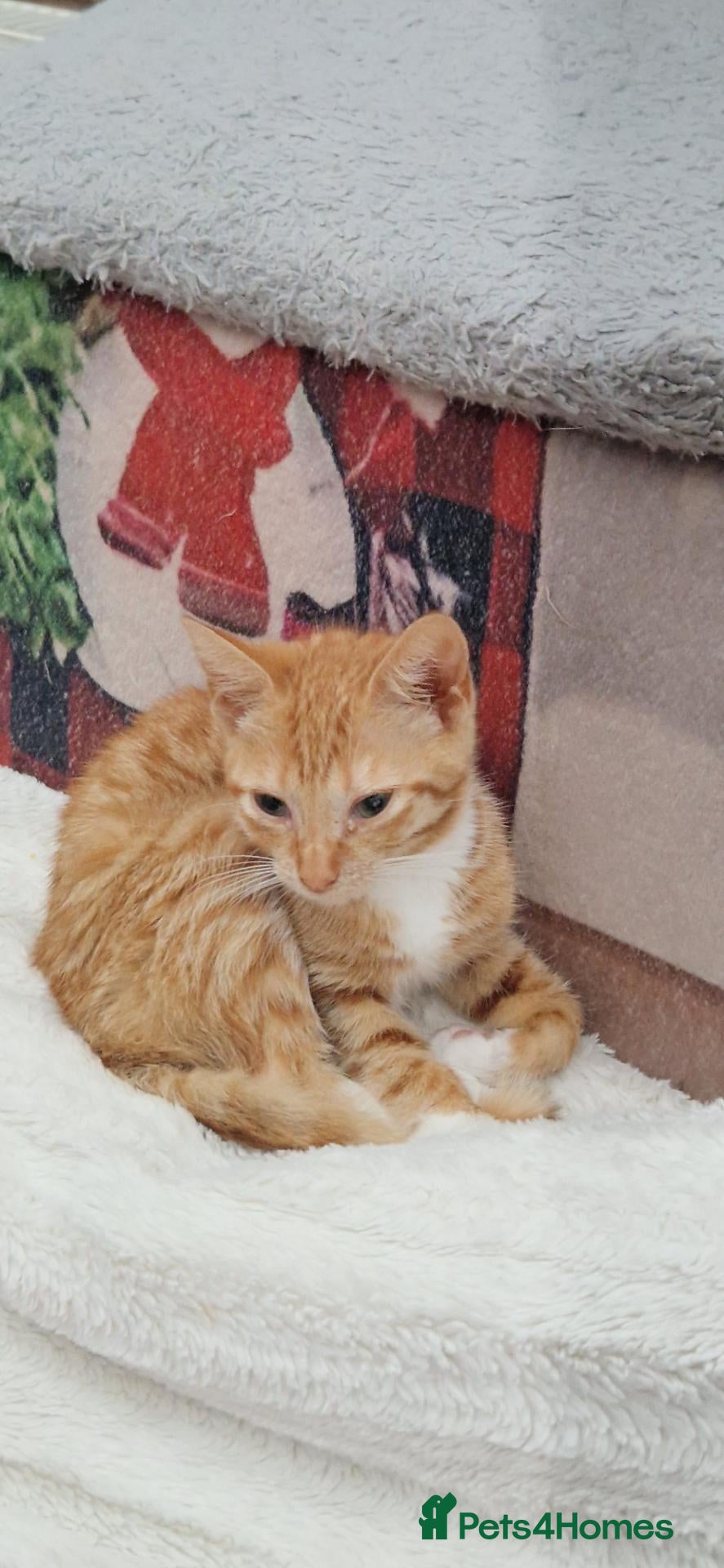 Mixed Breed cats 6 little kitens(2 boys and 4 girls) - Advert 2