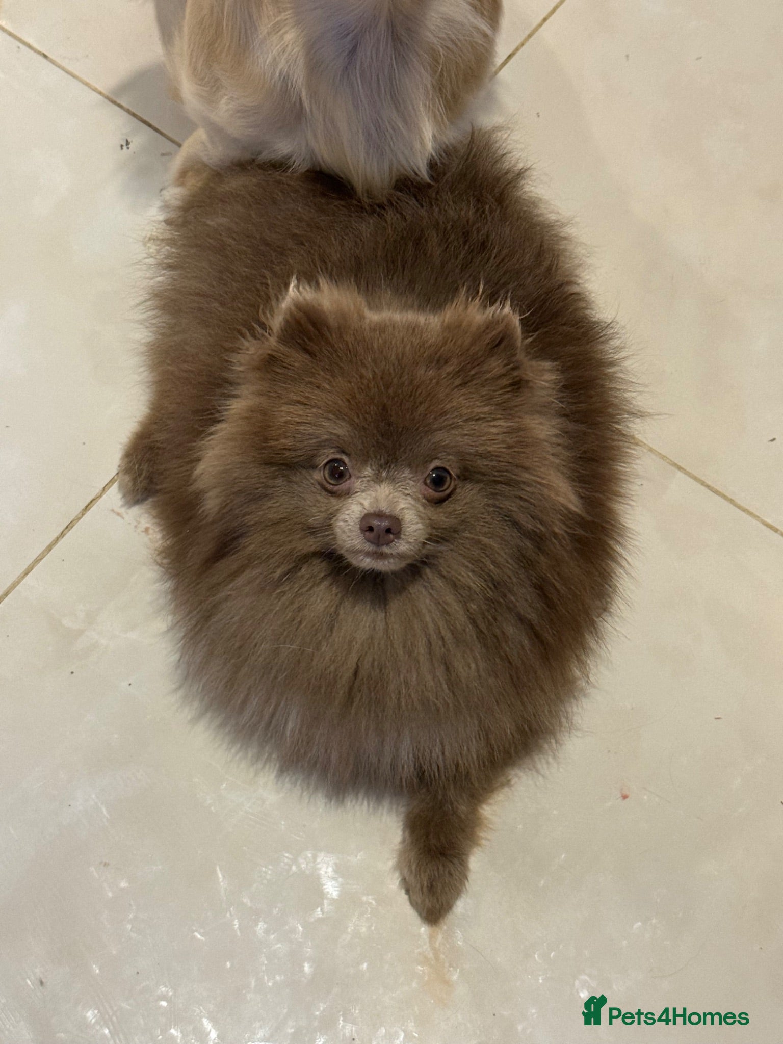 Pomeranian dogs Lilac Kc reg Pomeranian  **  - Advert 1