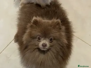 Pomeranian dogs Lilac Kc reg Pomeranian ** - Advert 1