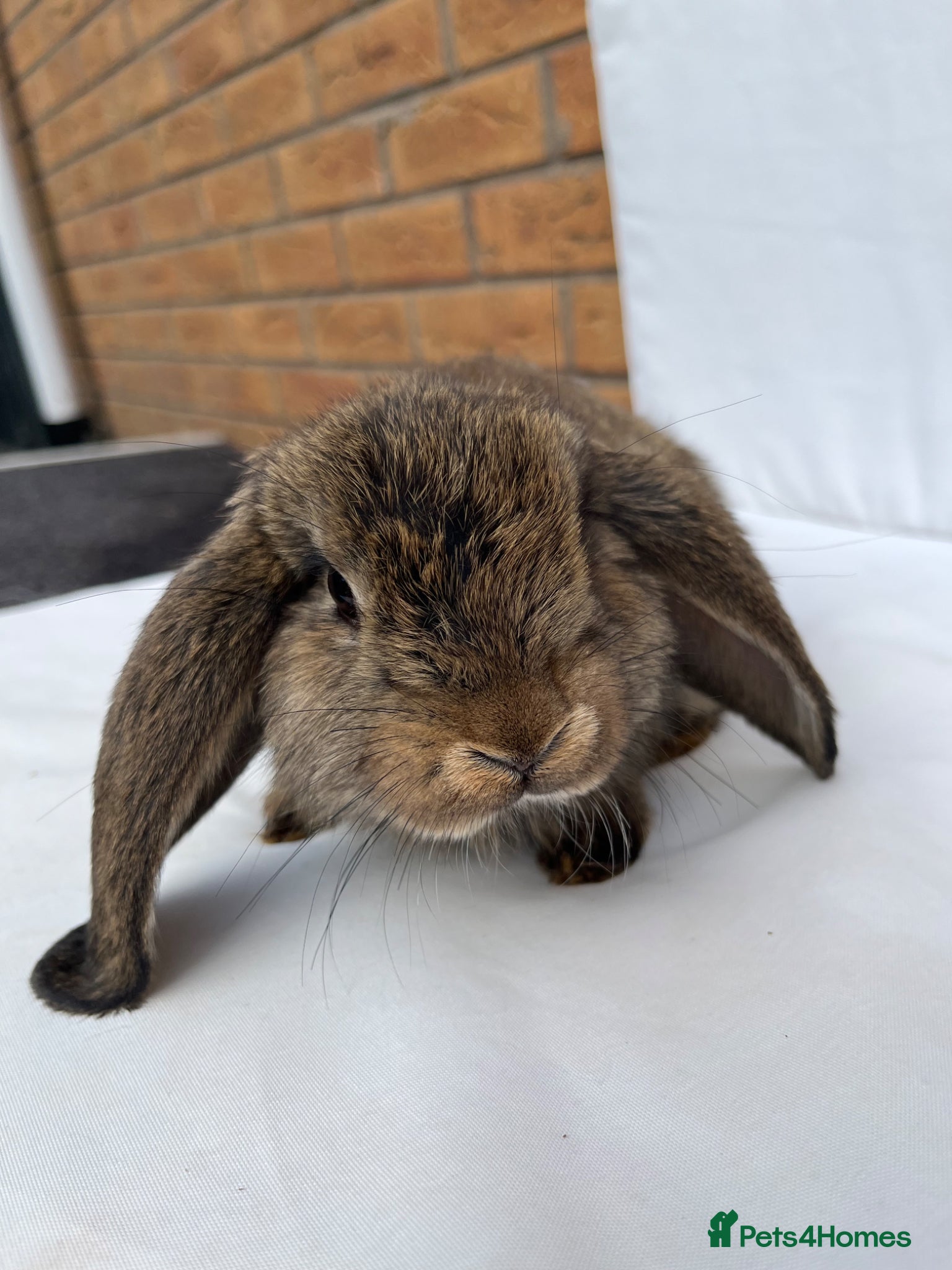 French Lop rabbits for sale: 🐰 Full breed French Lops Ready to Leave 🐰 - Advert 7