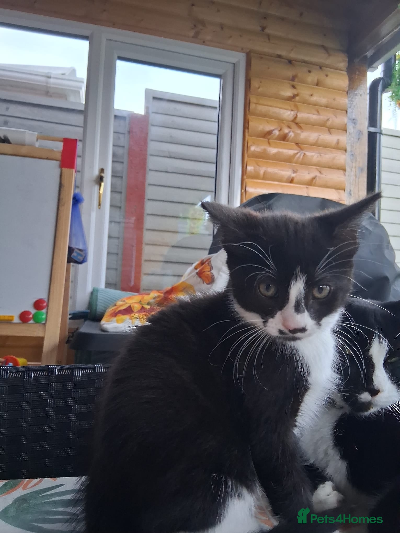 Mixed Breed cats for sale: 1 boy and 2 girls black and white ( tuxedo) - Advert 26
