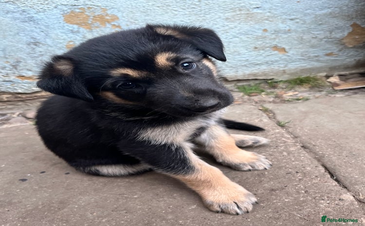 Mixed Breed dogs - Advert 3
