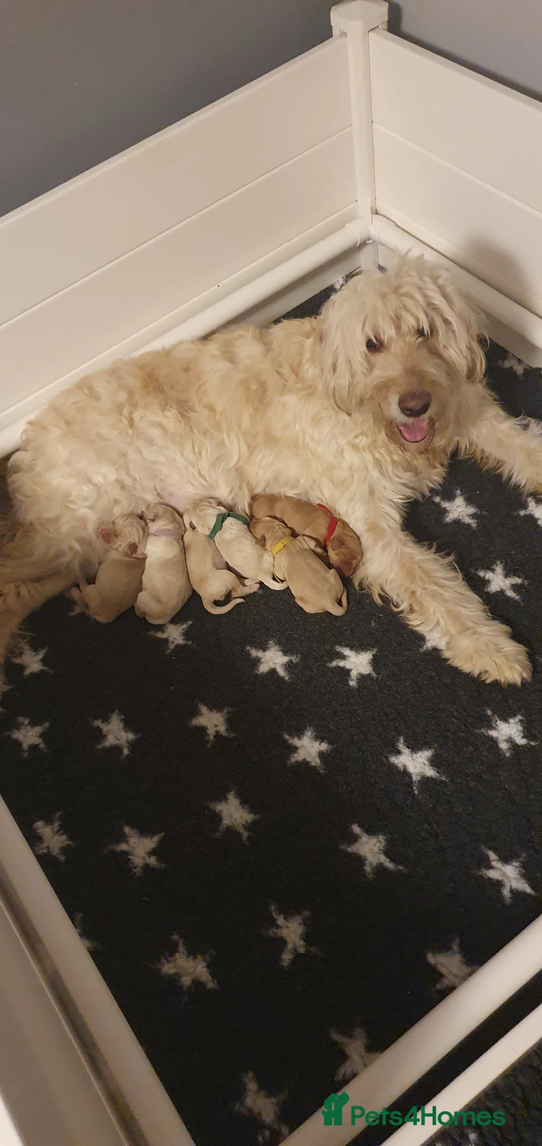 Double Doodle dogs for sale: Goldendoodle/Labradoodle  - Advert 2