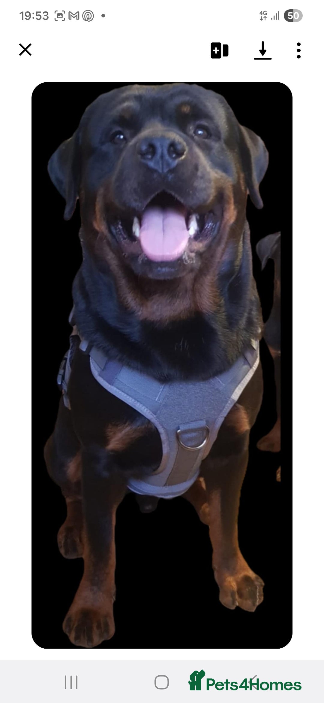 Rottweiler dogs for stud: OUR GORGEOUS DARK MALE BLUE FOR STUD - Advert 1