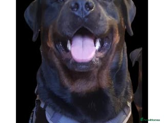 Rottweiler dogs OUR GORGEOUS DARK MALE BLUE FOR STUD - Advert 1