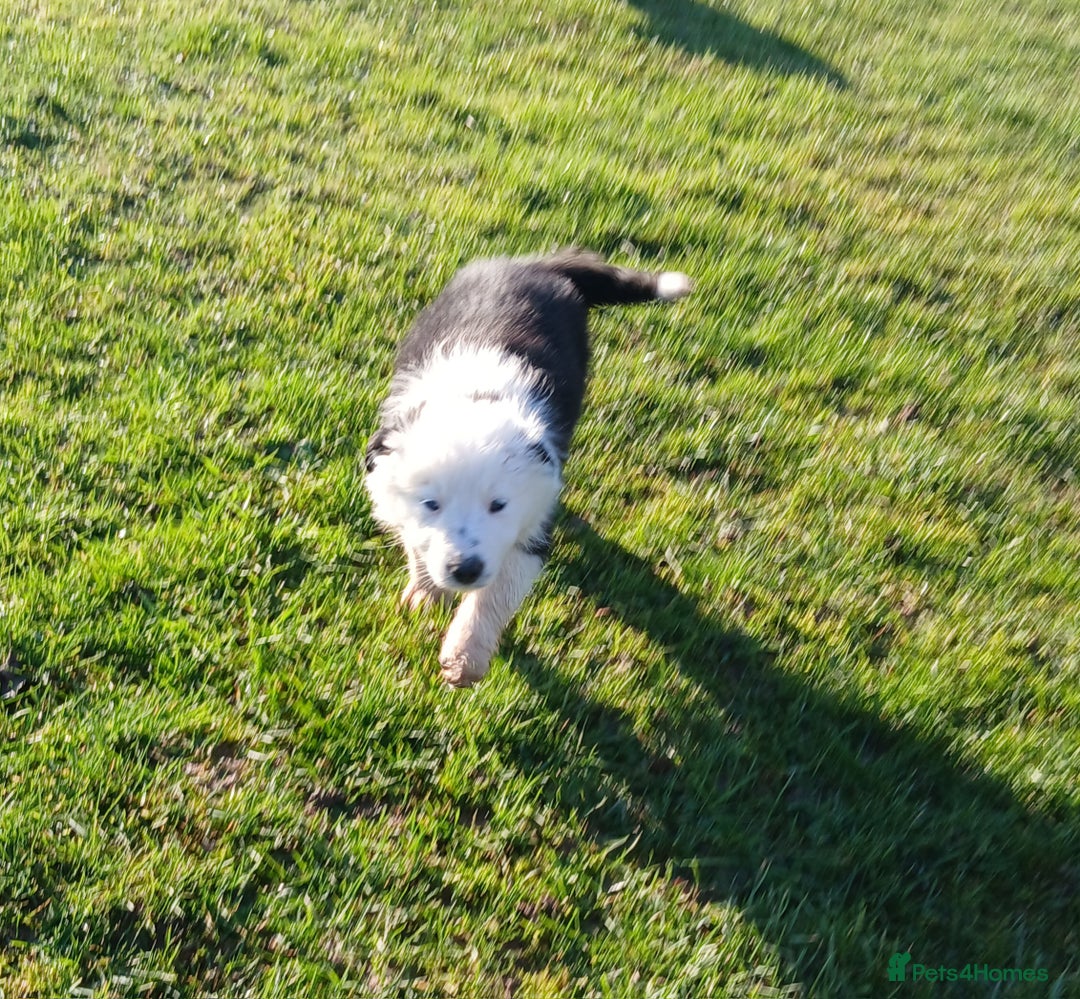 Border Collie dogs for sale: Long coated traditional border collie pups - Advert 17