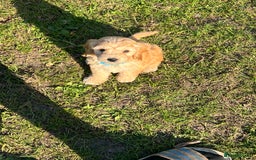 Cockapoo dogs for sale: 🐾 WAITING LISTS OPEN FOR F1 COCKAPOOS 🐾 - Image 14