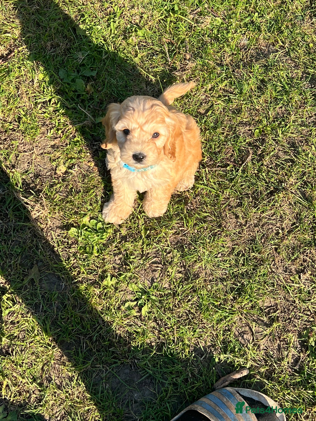 Cockapoo dogs for sale: 🐾 WAITING LISTS OPEN FOR F1 COCKAPOOS 🐾 - Image 14