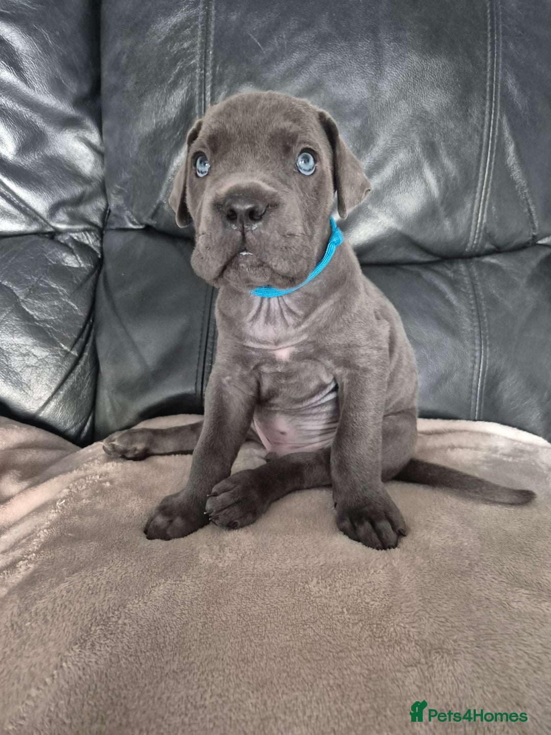 Cane Corso dogs for sale: Beautiful Blue Cane Corso Puppies - Image 6