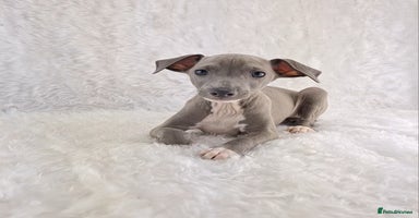 Italian Greyhound dogs - Advert 8
