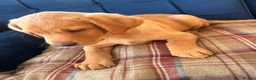 Labrador Retriever dogs for sale: Gorgeous Labrador Puppies Vet Checked, Ready Now  - Advert 12