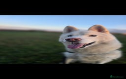 Siberian Husky dogs for sale: Ghost, loving 6yr male husky  - Image 1