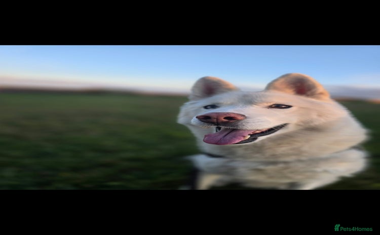 Siberian Husky dogs - Advert 1