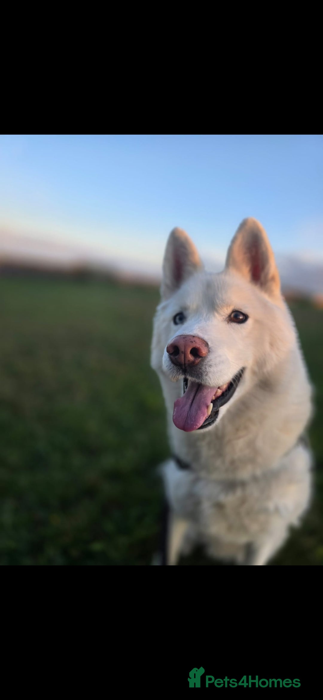 Siberian Husky dogs for sale: Ghost, loving 6yr male husky  - Image 1