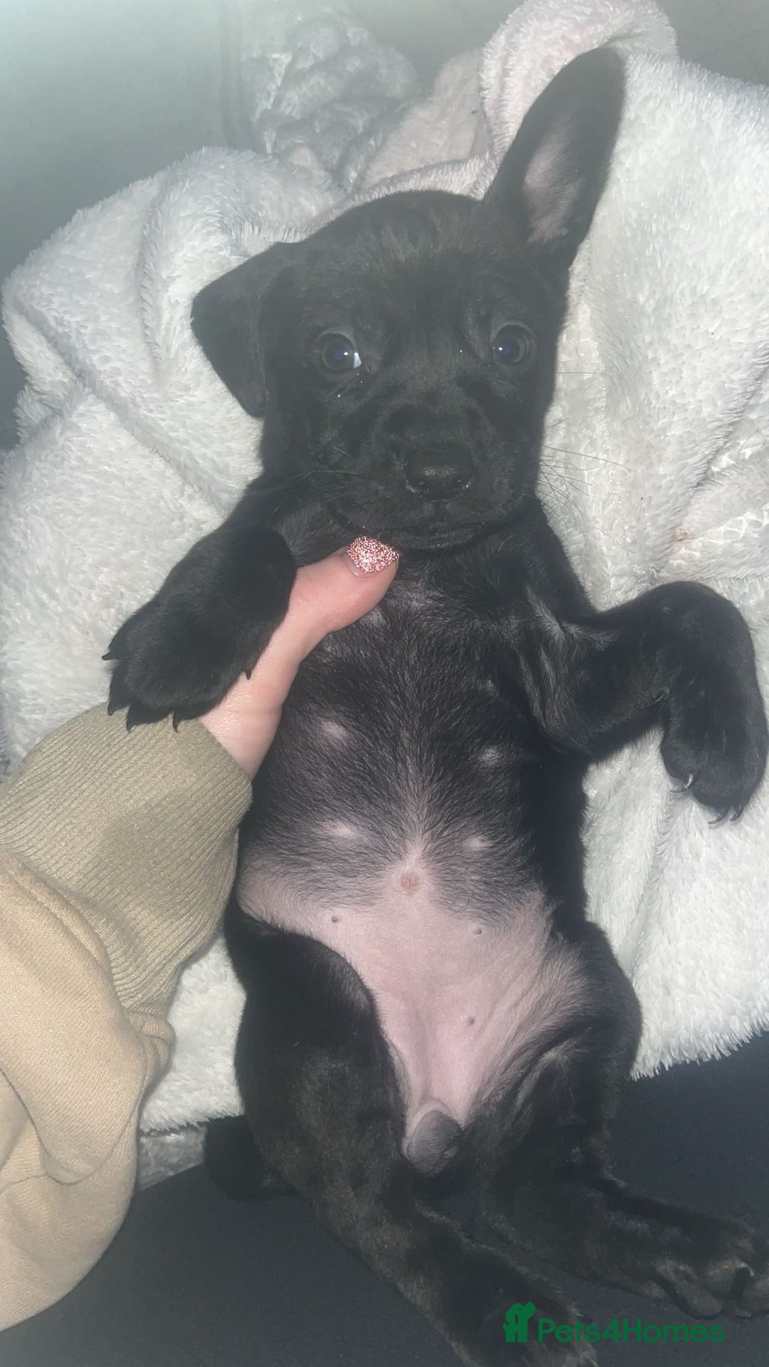Mixed Breed dogs for sale: Staffy mix puppies for sale  - Advert 6