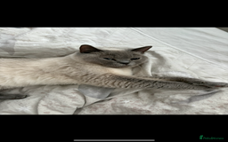 British Shorthair cats for sale: 💖☁️SILVER TIPPED BSH CHINCHILLA GIRL☁️💖 - Image 5