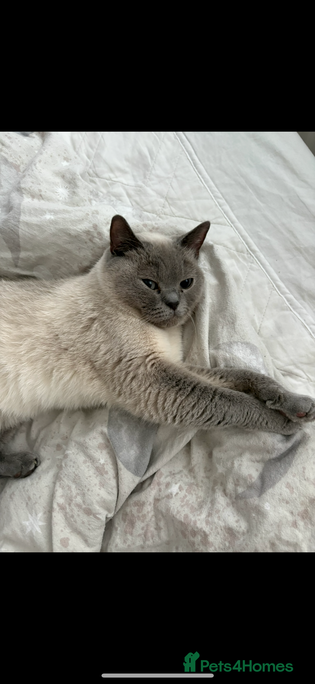 British Shorthair cats for sale: 💖☁️SILVER TIPPED BSH CHINCHILLA GIRL☁️💖 - Image 5