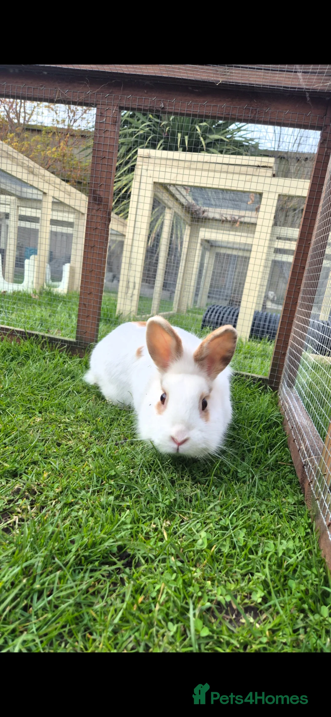 Lionhead rabbits for sale: O'tilly Spayed and Vaccinated  - Advert 2