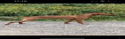 Hungarian Vizsla dogs for sale: Hungarian Vizsla Puppies in Bridgend - Advert 10