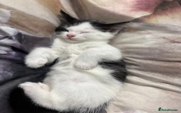 Domestic Shorthair cats for sale: 3 beuatiful Kittens ready for sale - Image 2