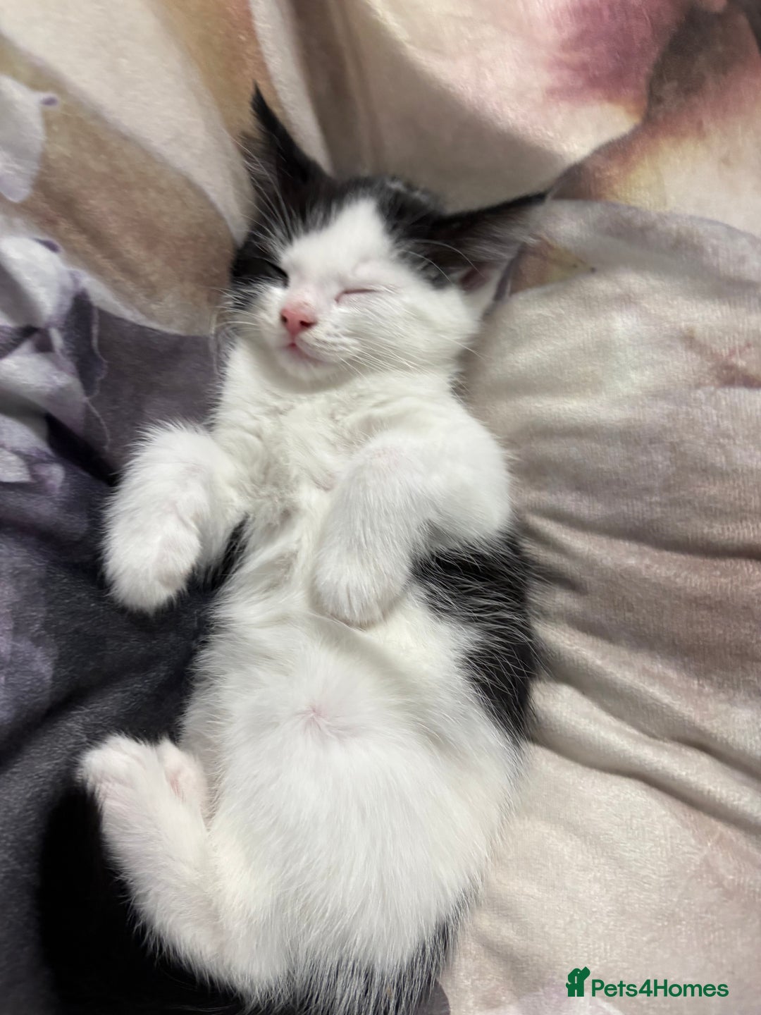 Domestic Shorthair cats for sale: 3 beuatiful Kittens ready for sale - Image 2