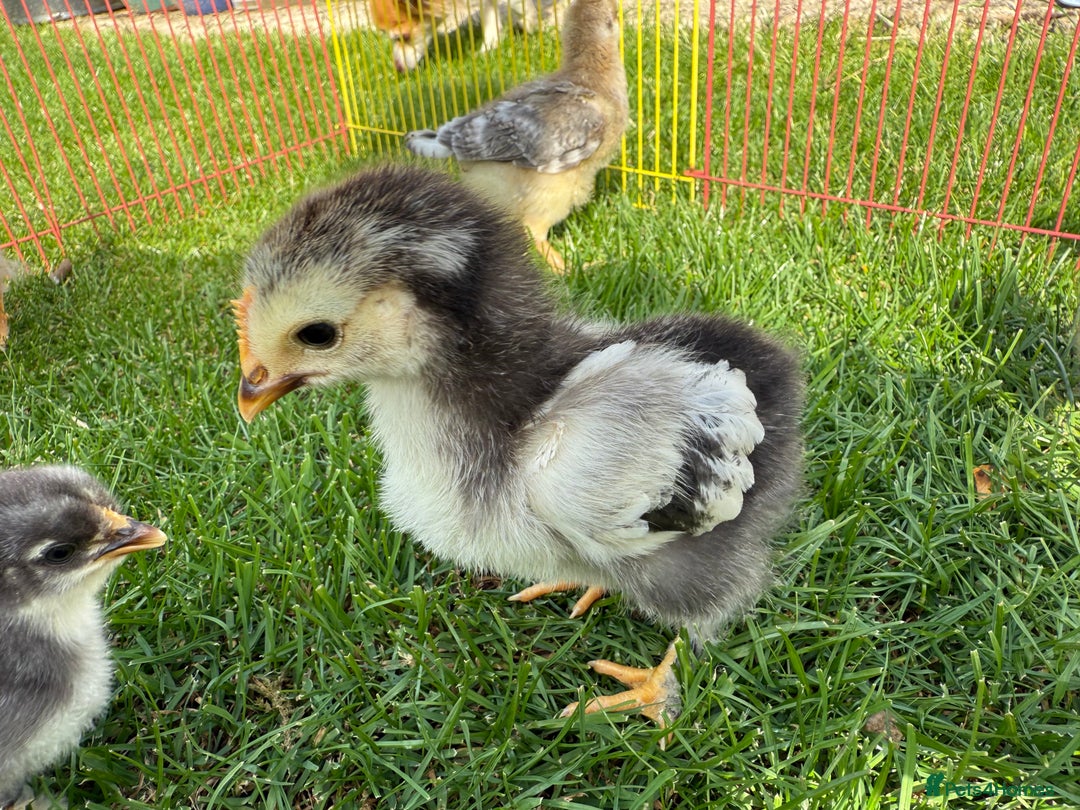 Chickens poultry for sale: Mixed breed day old chicks   - Image 5