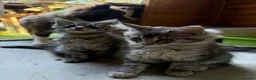 Maine Coon cats for sale: Maine Coon and mix Maine coon - Advert 7