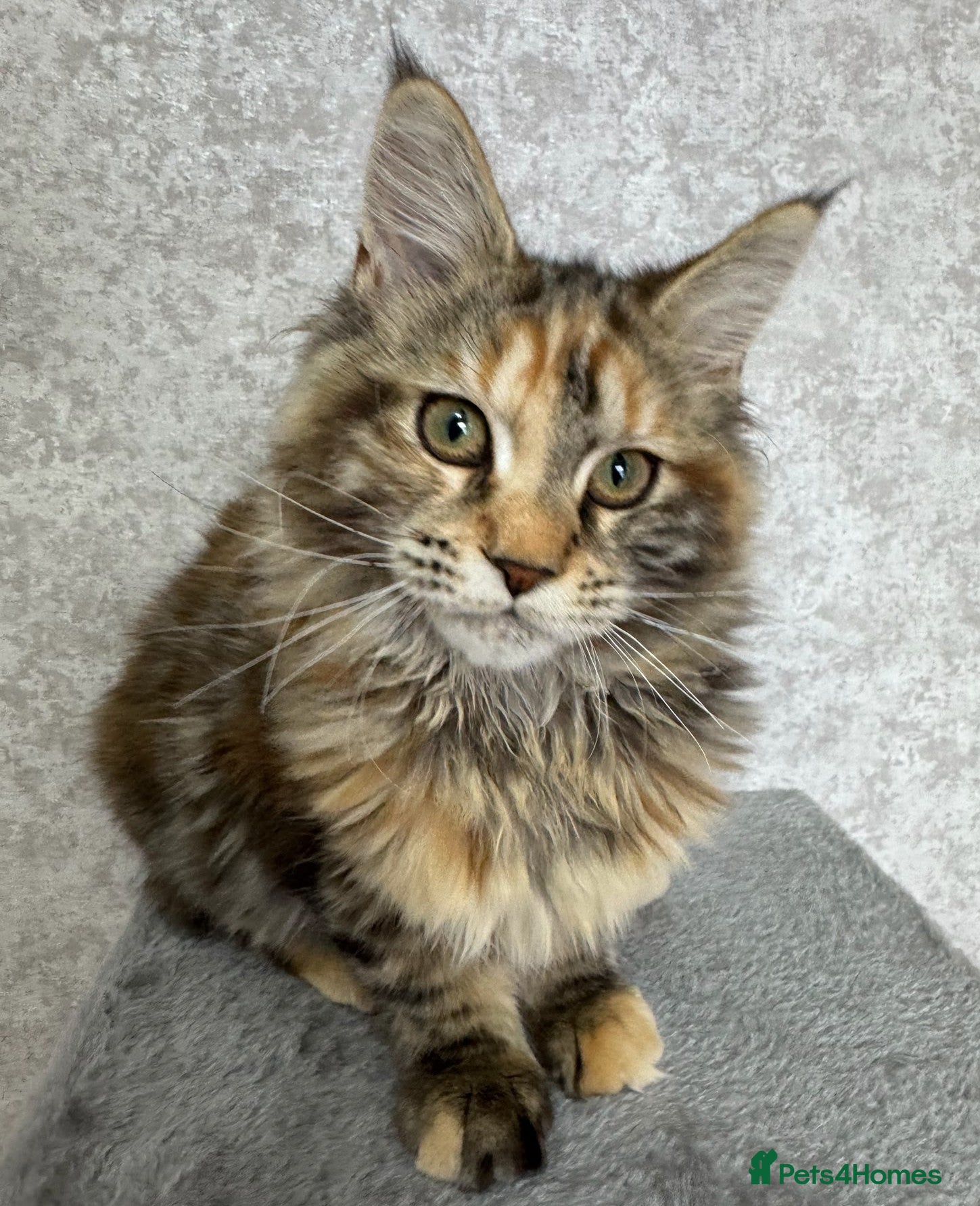 Maine Coon cats Stunning Purebred TICA Reg Maine Coon Kittens - Advert 4