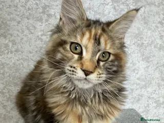 Maine Coon cats Stunning Purebred TICA Reg Maine Coon Kittens - Advert 4