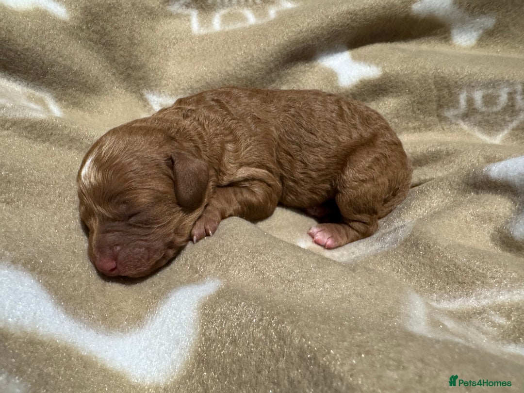 Cavapoo dogs for sale: Beautiful F1b Cavapoo Puppies – Ready Mid February - Advert 2