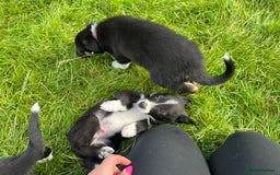 Border Collie dogs for sale: 4 border collie males looking for forever homes  - Image 7