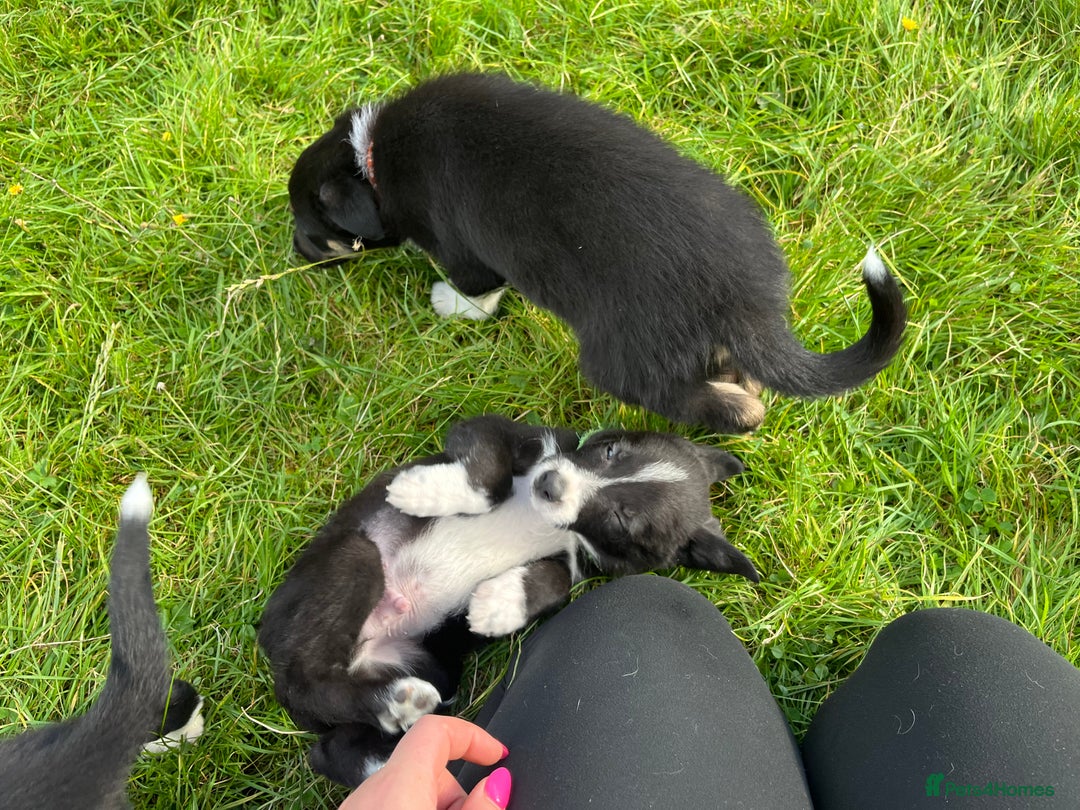 Border Collie dogs for sale: 4 border collie males looking for forever homes  - Image 7