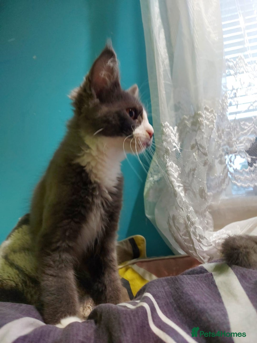 Maine Coon cats for sale: Two beautifull Maine conn boys - Image 3