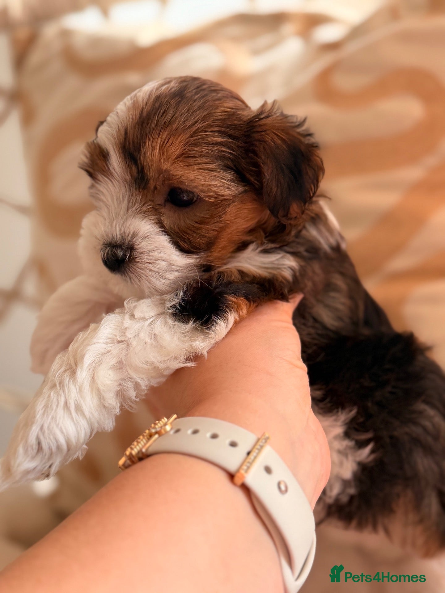 Yorkshire Terrier dogs for sale: Beautiful Tri-Colour Biewer Yorkshire Terrier Pupp - Advert 3