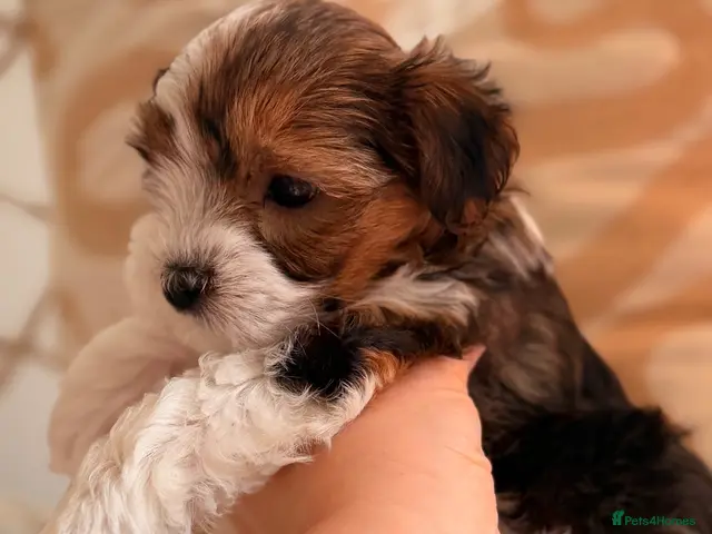 Yorkshire Terrier dogs for sale: Beautiful Tri-Colour Biewer Yorkshire Terrier Pupp - Advert 3