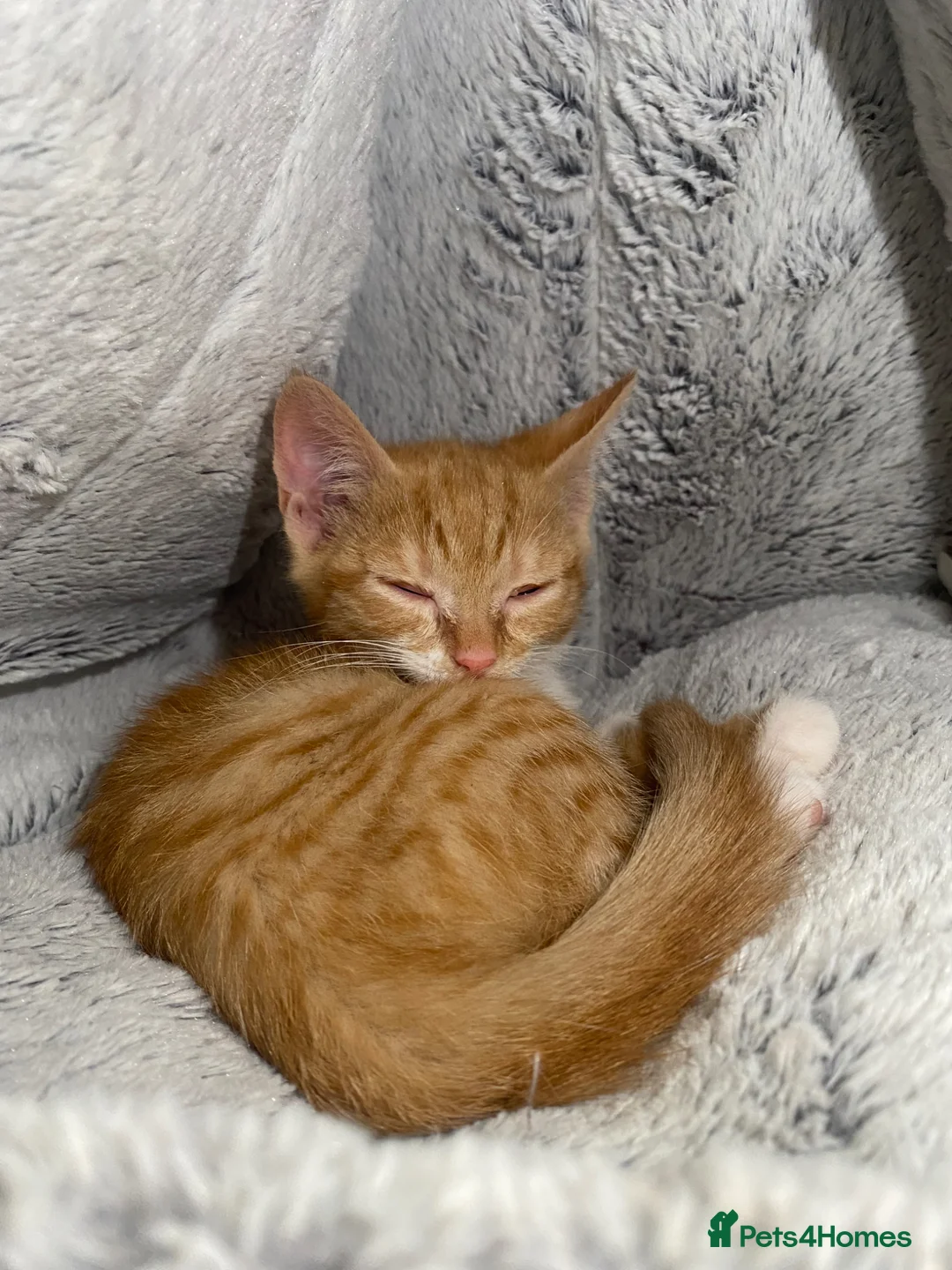 Mixed Breed cats for sale: 2 Beautiful Ginger Kittens Ready For A New Home🏡 - Advert 2