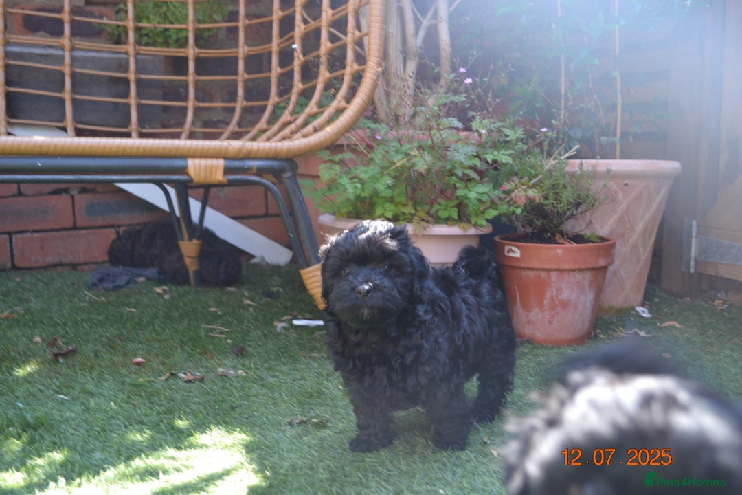 Shihpoo dogs for sale: rare black shipoos - Image 20