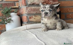 French Bulldog dogs for sale: Fluffy French Bulldog Puppies  - Image 3