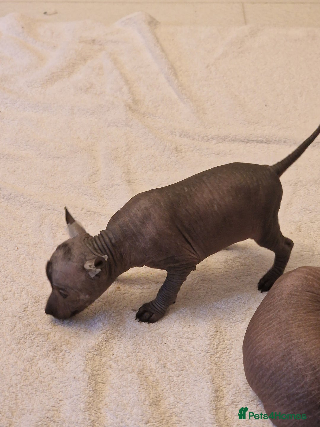Mexican Hairless dogs for sale: 2 mini girls 2 coated boys - Advert 21