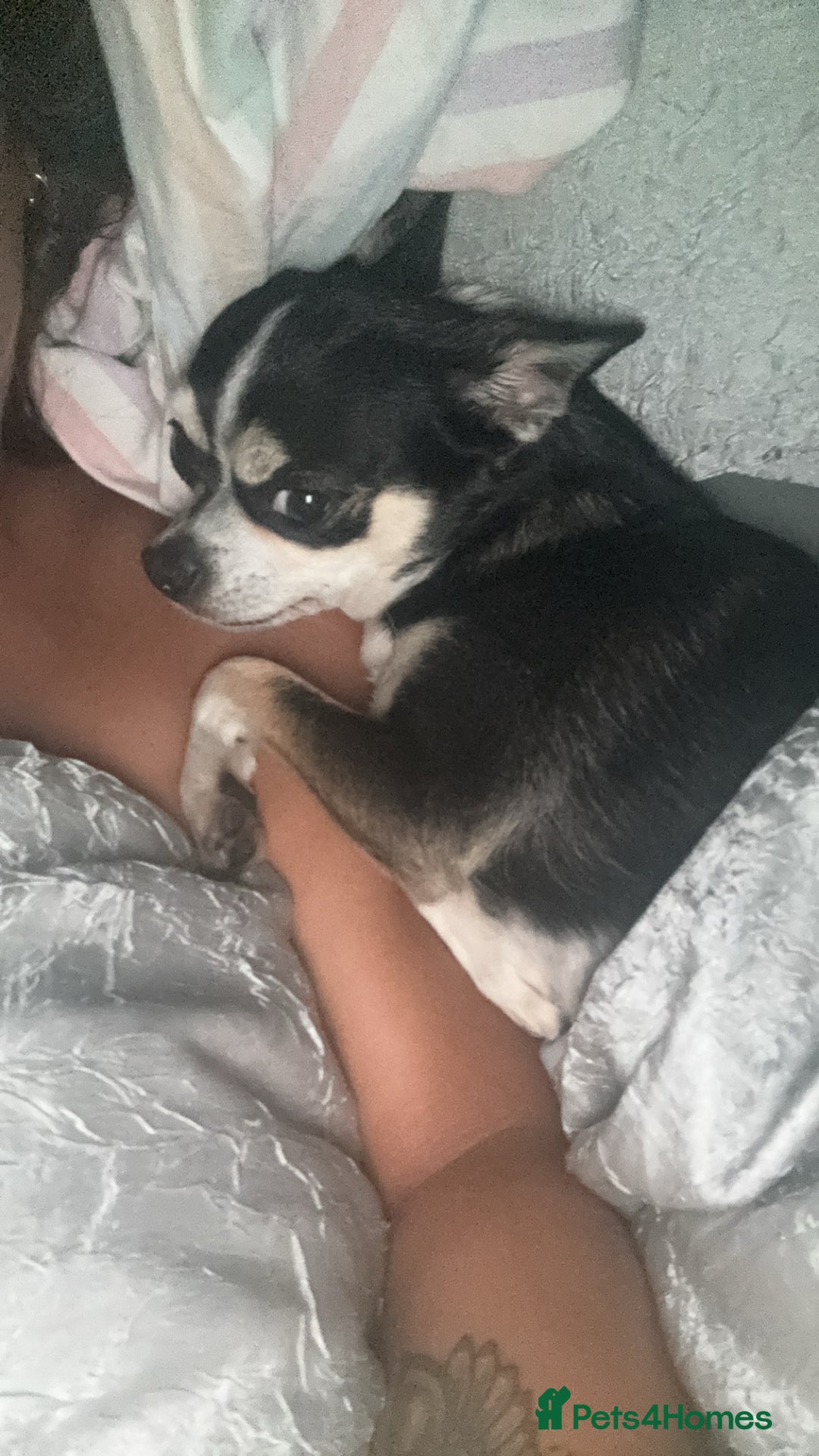 Chihuahua dogs for sale: Chihuahua girl 6 years  - Advert 7