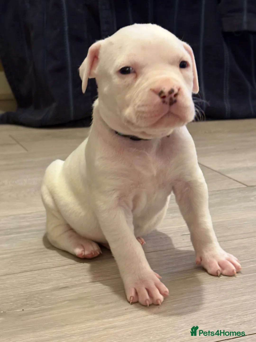 American Bulldog dogs for sale: American bulldog puppies  - Advert 24