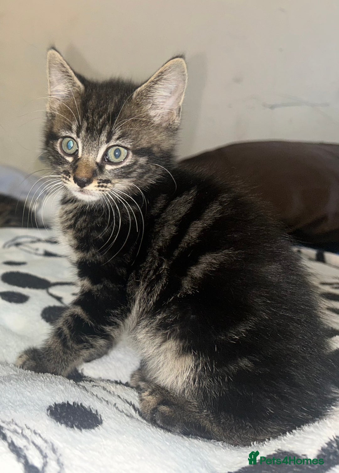 Bengal cats for sale: bengal x ragdoll kittens  - Image 13