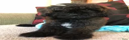 Shihpoo dogs for sale: shihpoo puppies for sale  - Advert 11