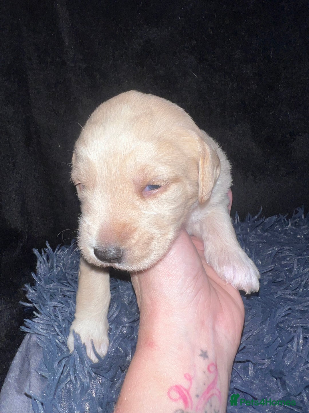 Mixed Breed dogs for sale: 9 BEAUTIFUL CHUNKY LABRADOR/COCKAPOO  - Image 4